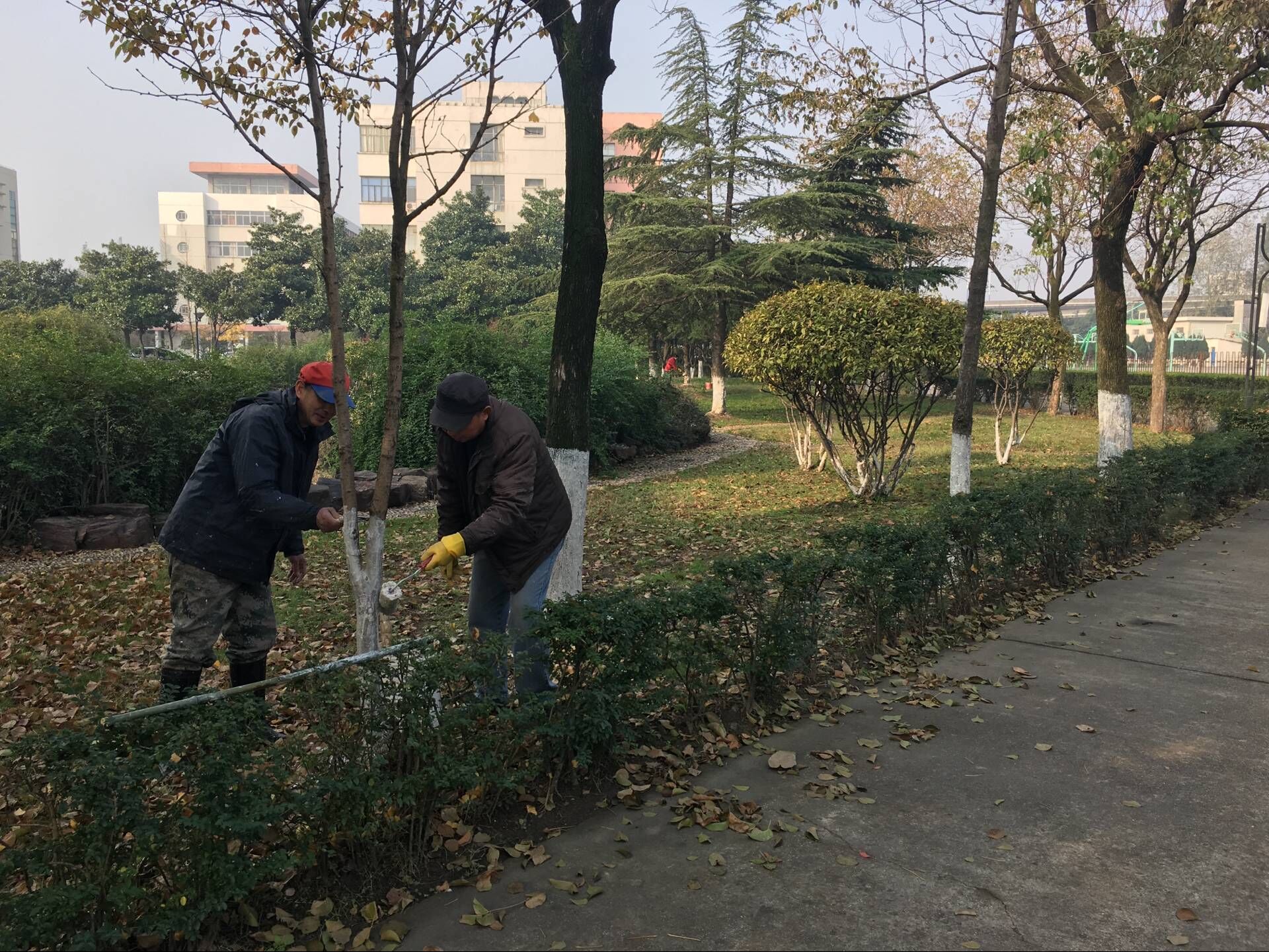 樟树人口让_樟树(3)